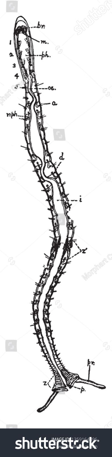 Image result for Segmented Worm Drawing