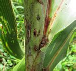 TNAU Agritech Portal :: Crop Protection