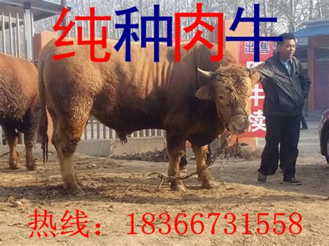 鲁西黄牛育肥牛价格 山东菏泽-食品商务网