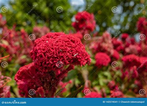 Cockscomb flower stock image. Image of celosia, colorful - 142574541