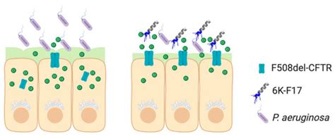 Anti-Infectives Restore ORKAMBI® Rescue of F508del-CFTR Function in ...