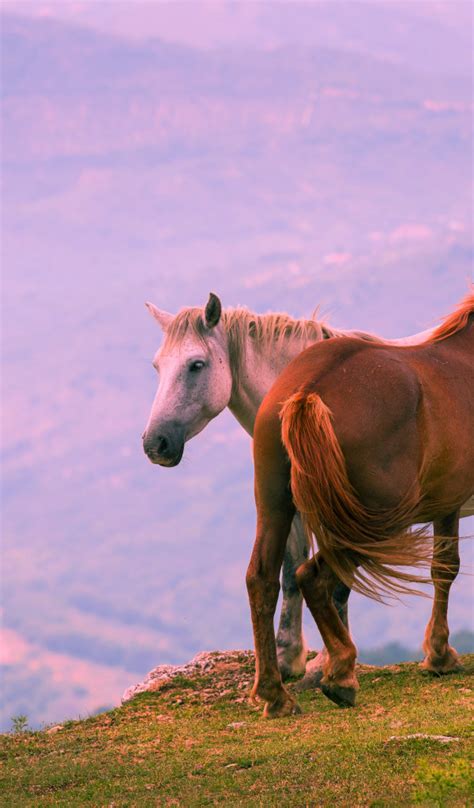 Download wallpaper light, mountains, fog, open, mood, dawn, two, height ...