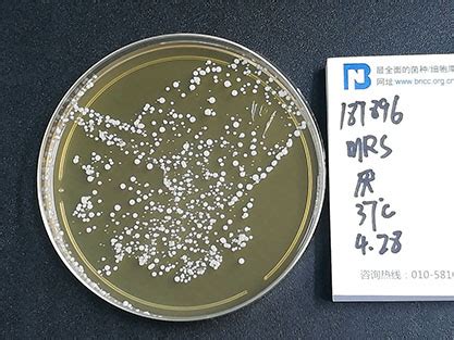 鼠李糖乳杆菌 BNCCBNCC187896 微生物菌种|北纳生物