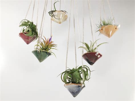 Air Plant Display Ideas 的图像结果