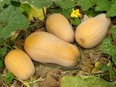 Squash 的图像结果