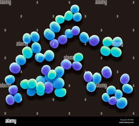 Gram Positive Cocci In Clusters Staph Aureus