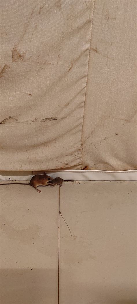 SOLITUDE BEACH RESORT (Velas Agar) - Cottage Reviews & Photos - Tripadvisor