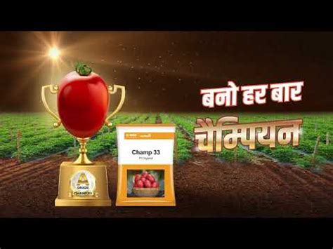 Champ 33 F1 Hybrid Tomato (BASF | Nunhems) | Farmers Stop