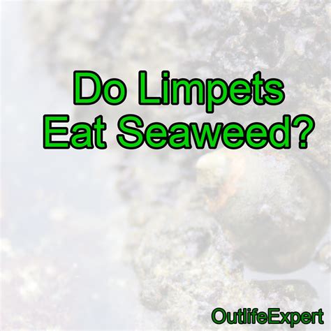 Do Limpets Eat Seaweed? – Outlife Expert