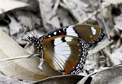 Hypolimnas misippus | Butterfly