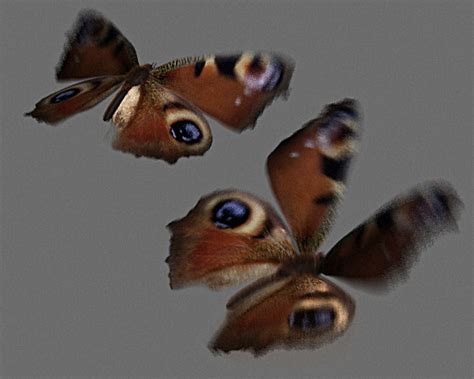 Kelebekler (Lepidoptera) - Kelebek Resimleri (1. Katalog) - Sayfa 2
