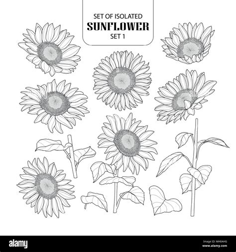 Sunflower Outlines