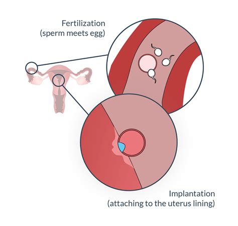 Ovulation - Understanding Ovulation to Get Pregnant