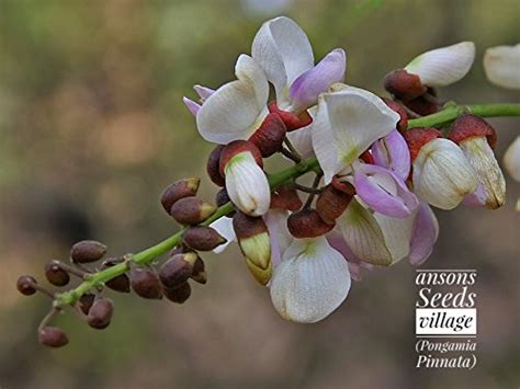 Absons seeds village पोंगमिया पिनाटा, बाजरा पिनाटा, इंडियन बीच ट्री ...