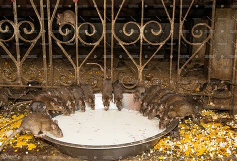 Visit Junagarh Fort and Rat Temple from Jaipur with Bikaner Drop ...