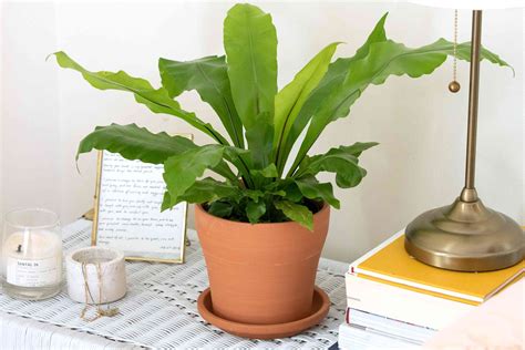 How to Grow and Care for Bird's Nest Fern