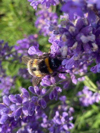 WARWICKSHIRE LAVENDER FARM - All You Need to Know BEFORE You Go 2026 ...