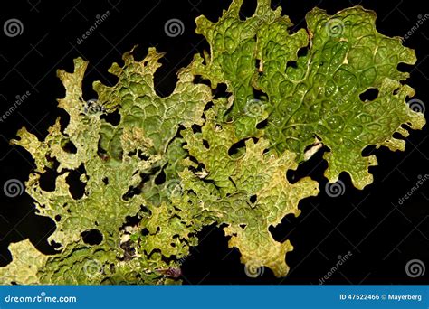 Lobaria pulmonarius stock photo. Image of background - 47522466