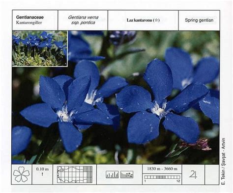 Kantaron (Gentiana) - agaclar.net