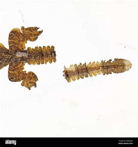 Flying gecko, Ptychozoon kuhli, autotomized tail Stock Photo - Alamy