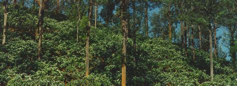 Indcaffé :: Monthly Market Report