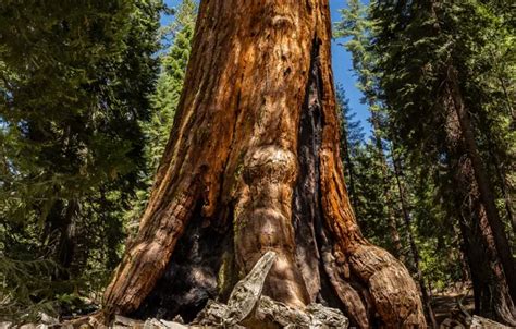 Download wallpaper forest, tree, sequoia, redwood, section nature in ...