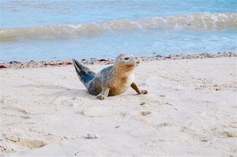 Top Wildlife Spots in the UK - Traveler Master