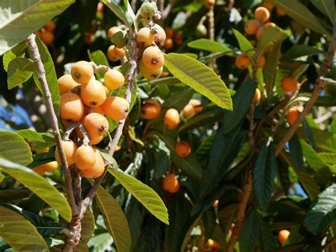 Fruit of the Season: How to Pick and Eat Loquats (or Nisperos, or Pípa ...
