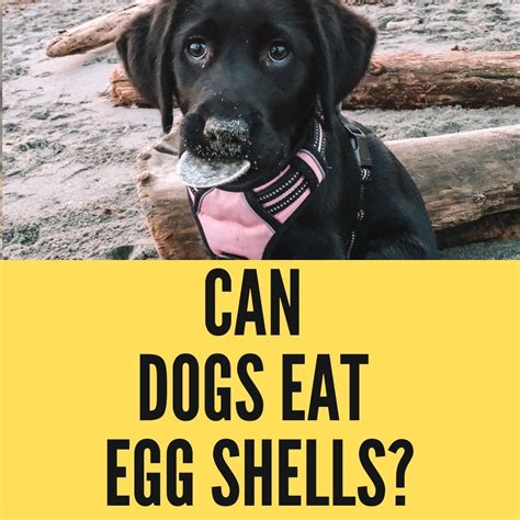 Image result for Egg Shells for Dogs