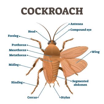 Cockroach Skeleton 的图像结果