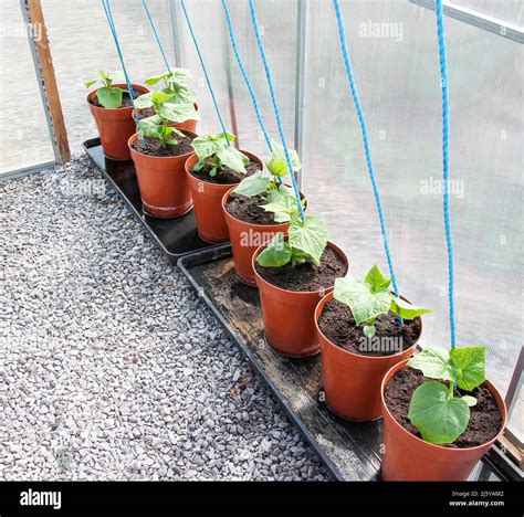 Cucumber Growing In Pots