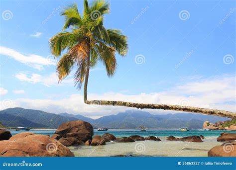 Palm Tree on Beach Aventueiro, Ilha Grande, Brazil Stock Image - Image ...