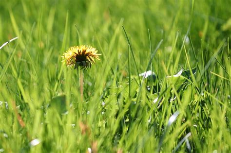 ? TAGLIAERBA MANUALE BOSCH ? Ecco i 2 Migliori Modelli Sul  