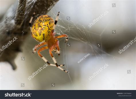 131 Marbled Orb Weaver Images, Stock Photos & Vectors | Shutterstock