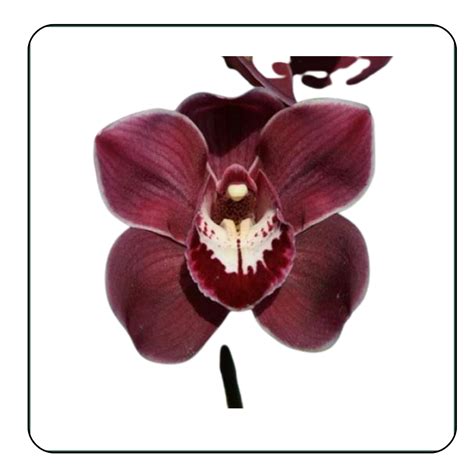 Buy Premium Cymbidium Orchids Online in India - Mainaam Garden