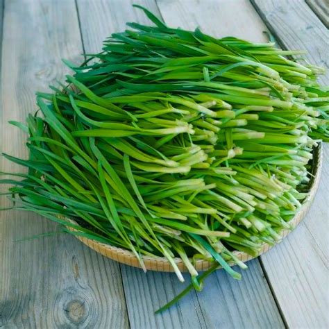Garlic Chives (Allium Tuberosum) - Plant – Lalit Enterprise