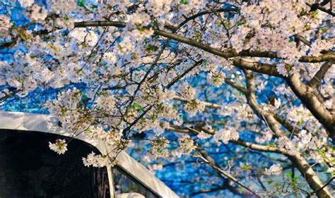 上海樱花节来了 1200余亩樱花盛开 攻略快收好！_大申网_腾讯网
