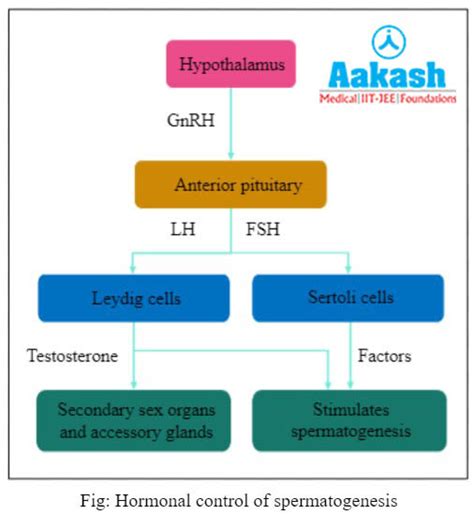 Spermatogenesis Definition, Stages & Gametogenesis Types | AESL