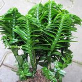 Croton plants – Santhi Online Plants