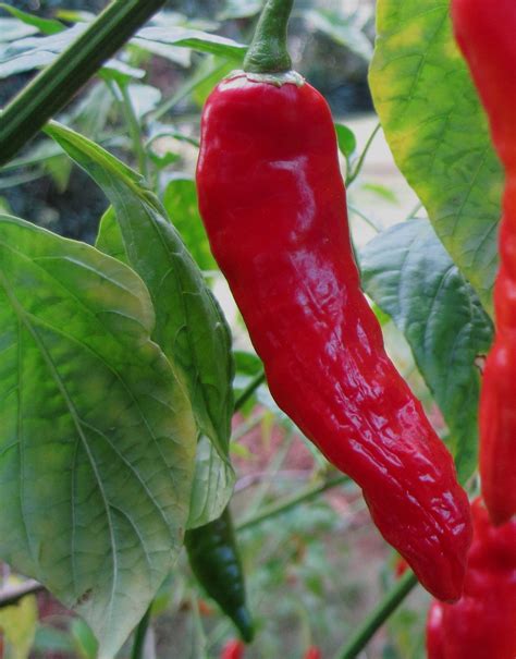 Chile Pepper Long Red Cayenne Seeds Non GMO Beautiful Green to Red ...