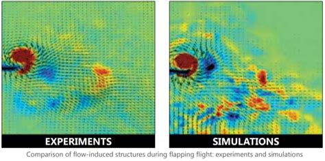 Insect flight dynamics | Official website of Jawaharlal Nehru Centre ...
