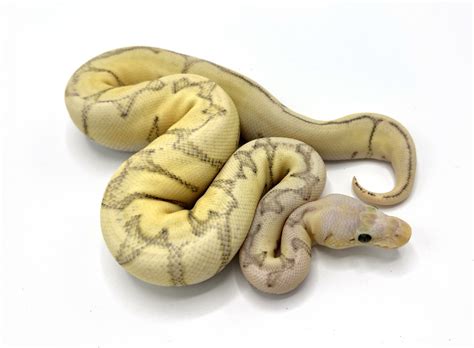 Image result for Killer Bee Ball Python