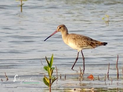 Joumon, G-plot ★ Sabyasachi - A Progressive Thought