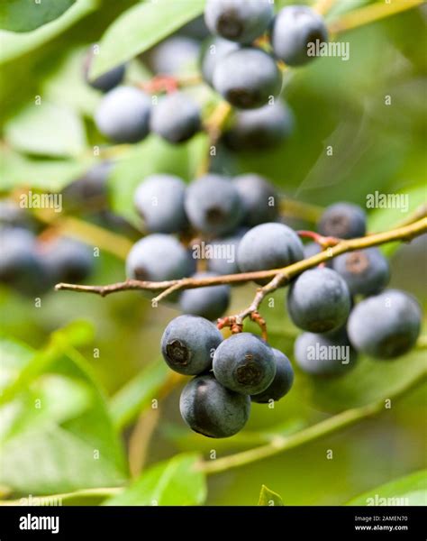 Ripe blueberries on the bush. Vaccinium corymbosum, the northern ...