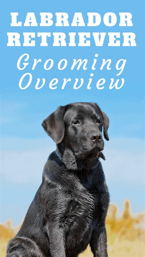 Image result for Labrador Retriever Grooming
