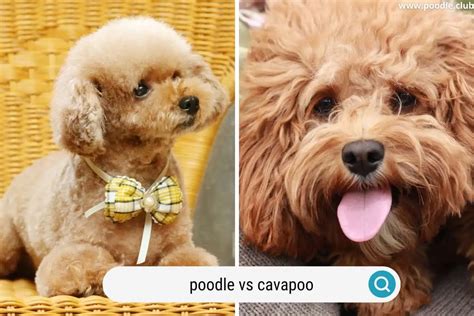 Image result for Poodle Cavapoo