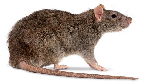 rat