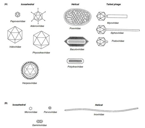 Image result for RNA Virus Classification