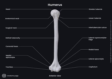 Humerus Bone Anatomy