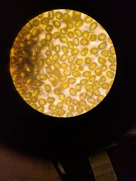 Sunflower Pollen